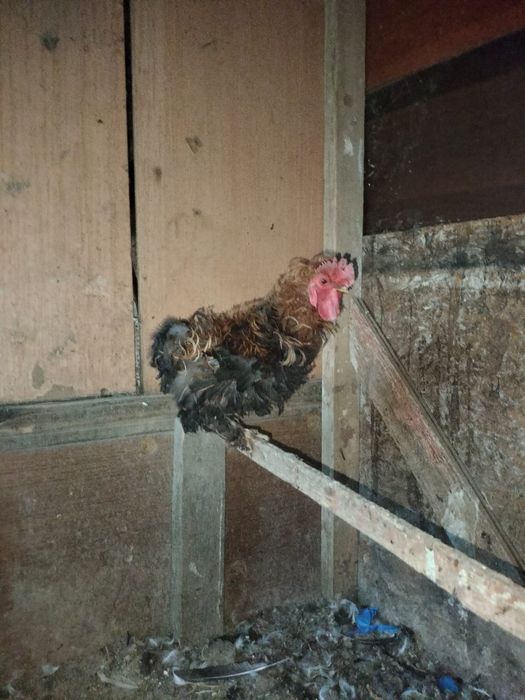 Продаётся кудрявы петух