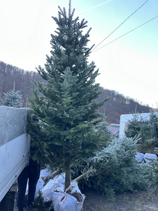 Brad la ghiveci verde