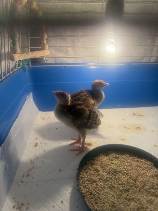 Продам павлинят индийских