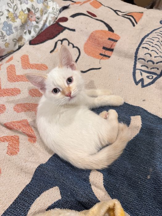Котенок в хорошие руки