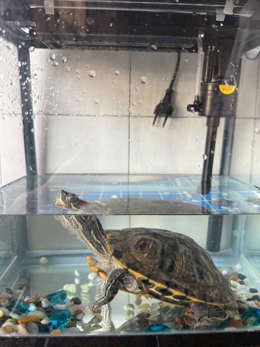 Продается водная красноухая черепаха