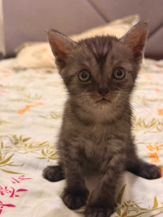 Отдам котят в добрые руки