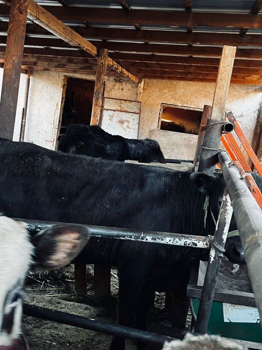 Тез арада бұқалар сатылады