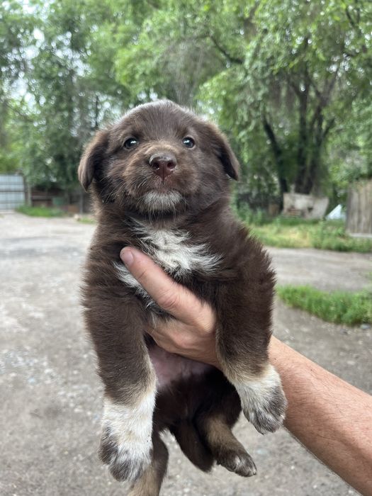 Щенок мальчик в добрые руки