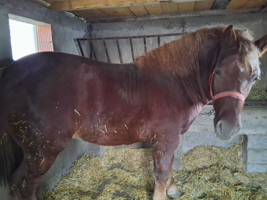 Vand manz de aproape doi ani