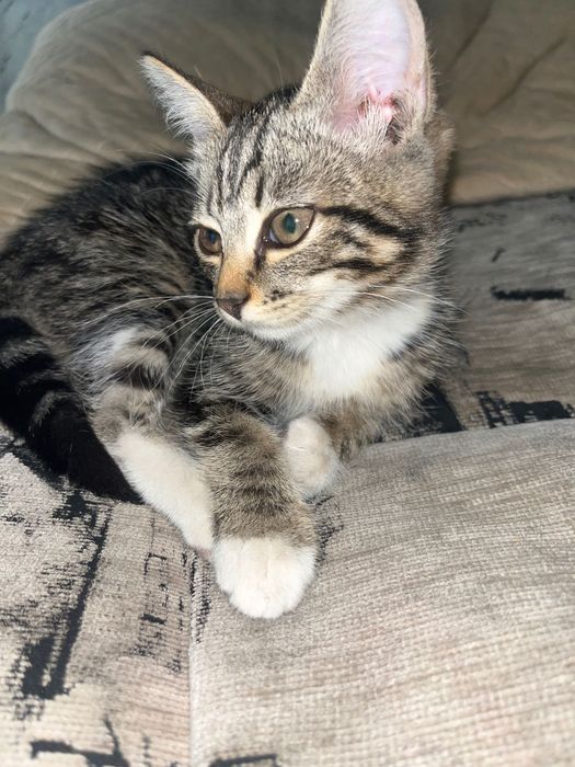Котенок девочка 6 месяцев