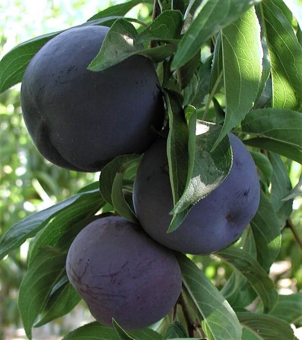 Prun (Soiul Black Sun ) la ghiveci