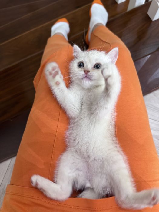 Скотиш страйт