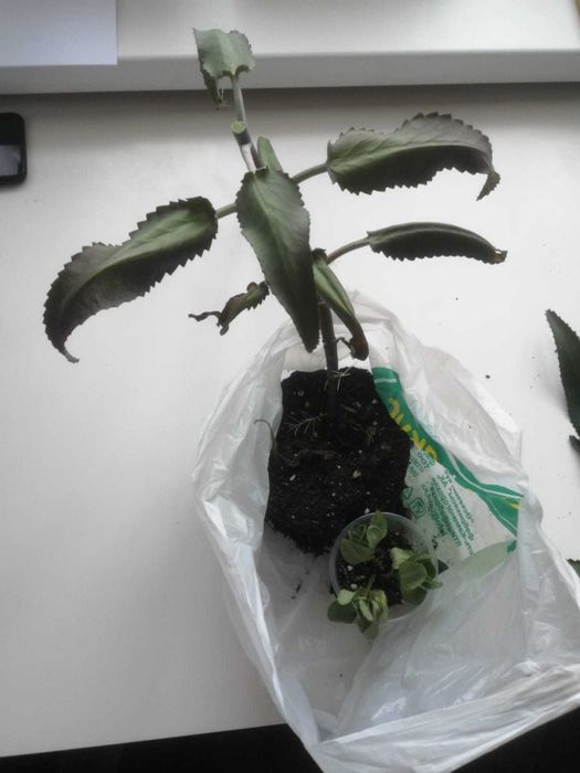 Каланхоэ лечебный