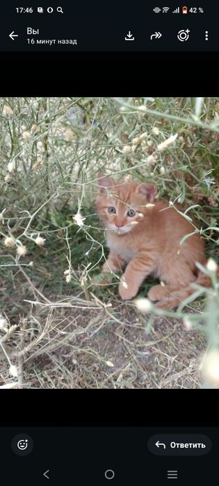 Отдам котят в хорошие руки