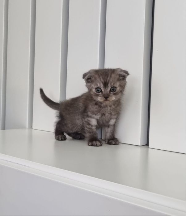 Scottish Fold