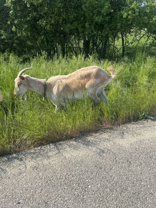 Capre bune  de lapte de la a treia fatare