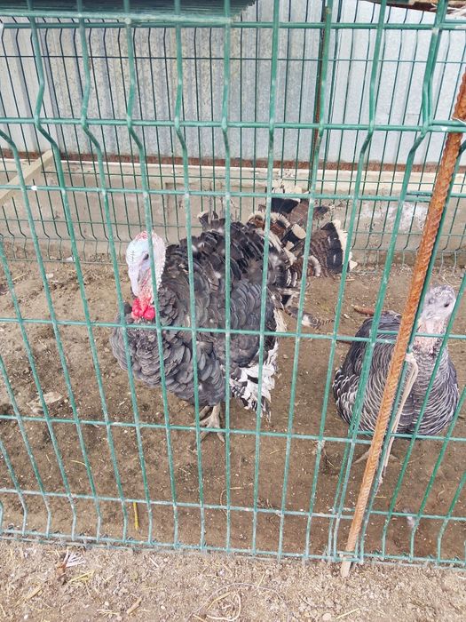 Продам индюков самцов ставропольский