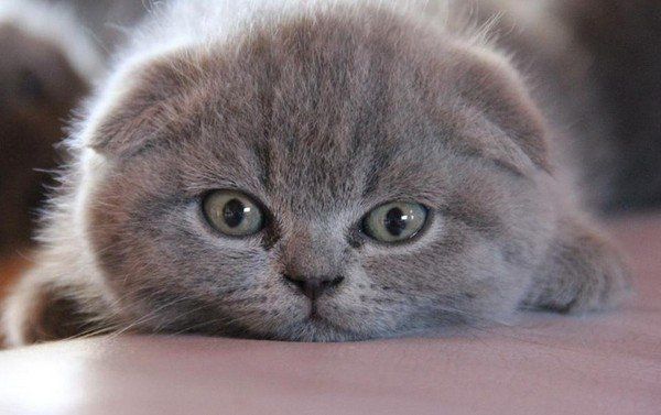 Mushukchalar sotiladi