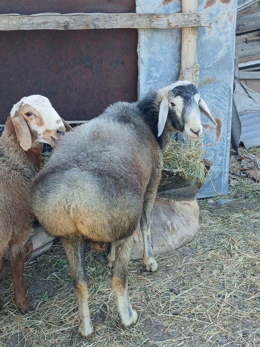 Кошкары 1,5 годовалые