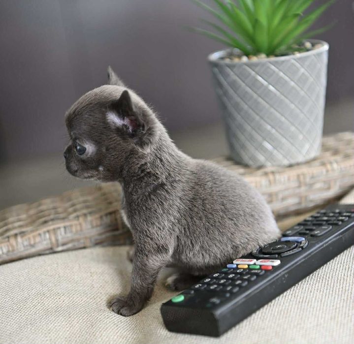 Женско миниатюрно чихуахуа синьо