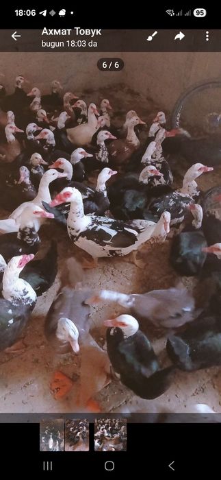 Индоутка оптом сотилади