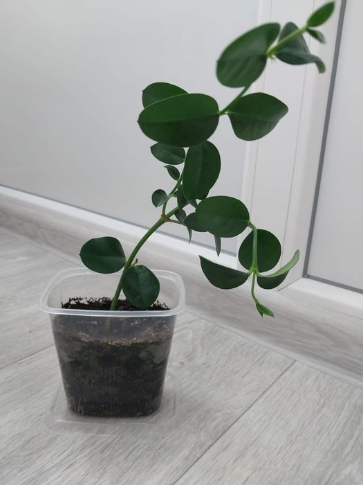 Карисса плодоносящие растение