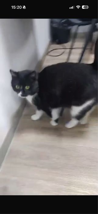 Молоденькая кошечка в добрые ручки