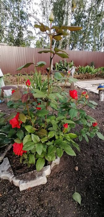 Продам дачу в садовом обществе Горизонт Горизонт