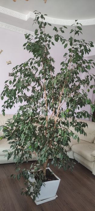 Фикус Бенджамина комнатное растение