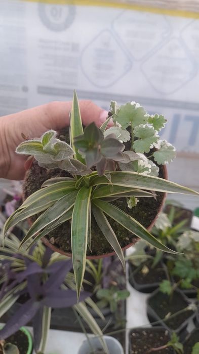 Композиция из традесканции