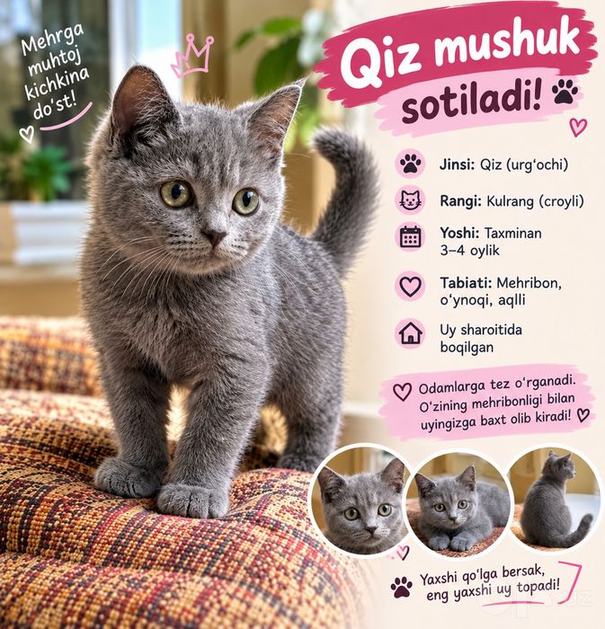 Кошки очен красивий Mushuk juda chiroyli