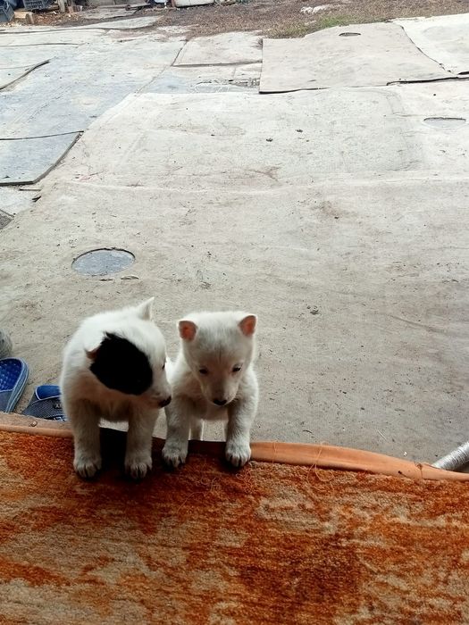 Отдам собак  в хорошие руки