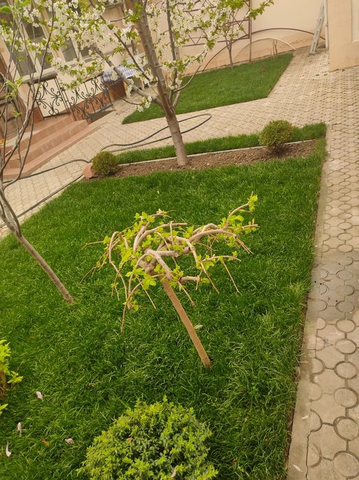 Газон, палиф, ланшафт, дорилаш