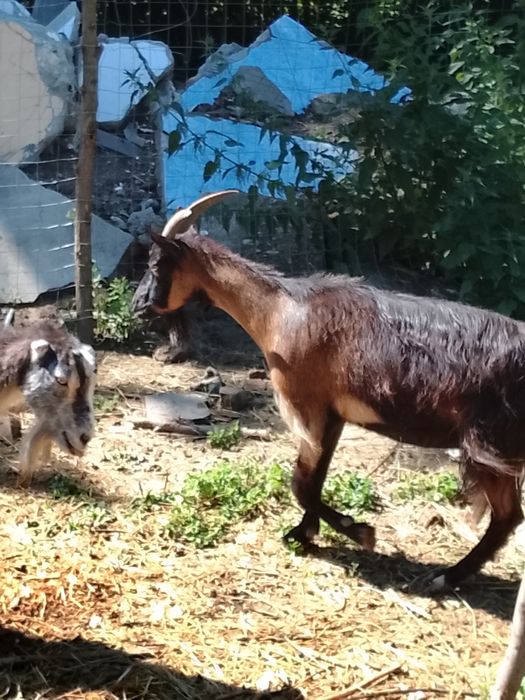 Cositoare cu lama și capre