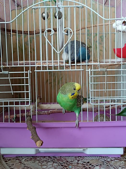 Попугайи волнистые ручные .