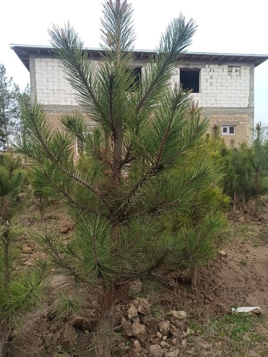 Қрим саснаси 1-2.5 метр Денов тумани нархи келишилади .Рабиулло