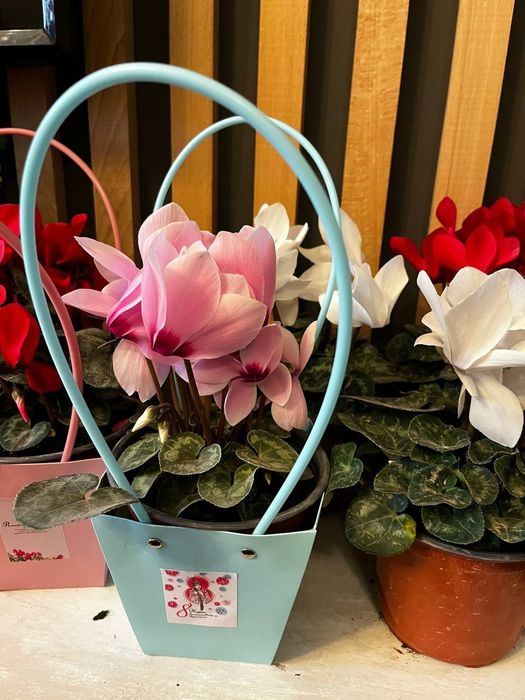 Комнатные цветы цикламен