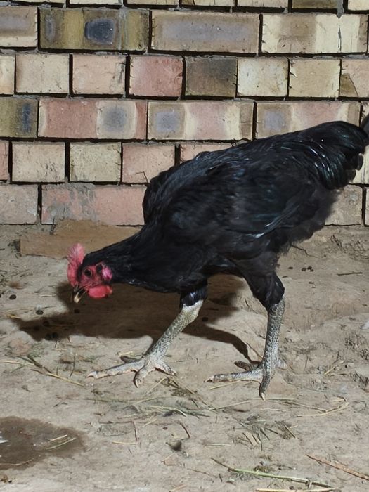 Qora shaxzoda Joja xoroz sotiladi