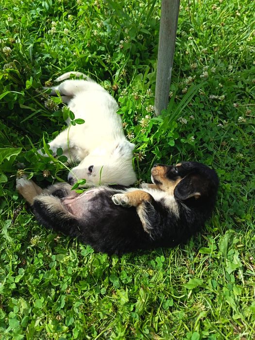 Adoptie pui caine