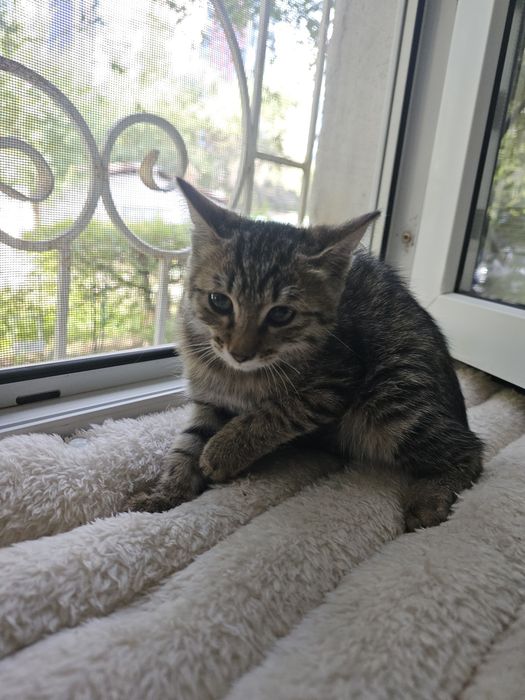 Котенок хочет найти  хозяев