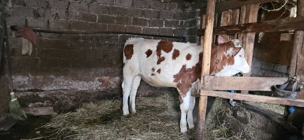 Vitea Simmental de vanzare