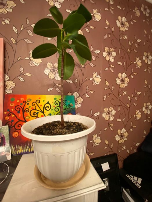 Фикус каучуконосный (резиновое дерево)