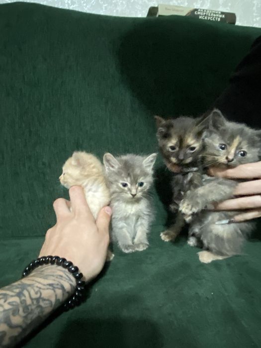 Котята в хорошие руки отдам