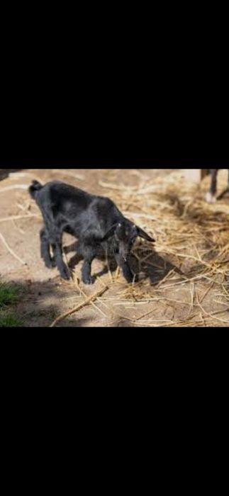 Коза с козленком, ешкі лағымен