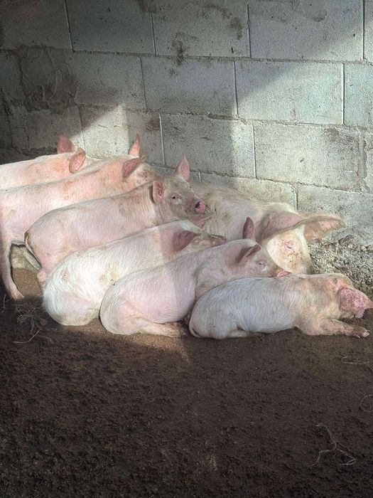 Продавам малко прасенца