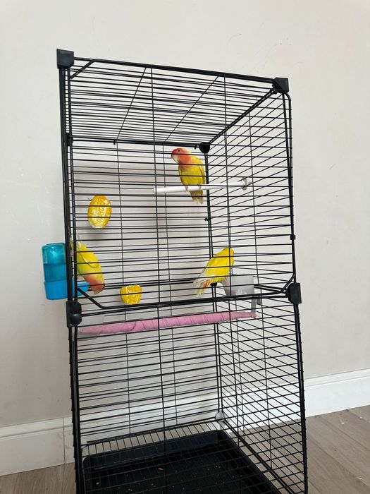 Продам попугаев 3 шт с клеткой