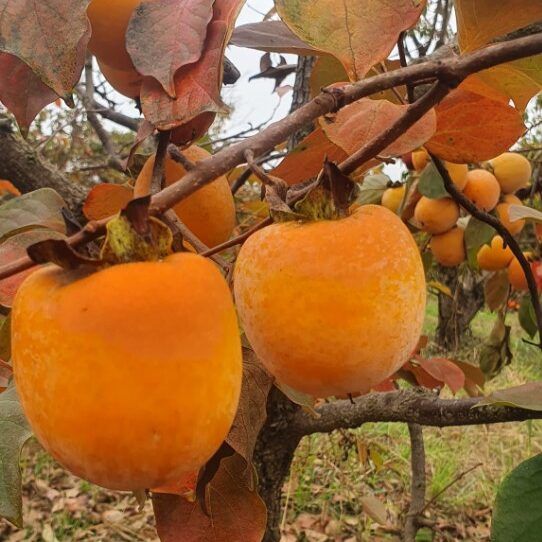 Kaki soiuri diferite