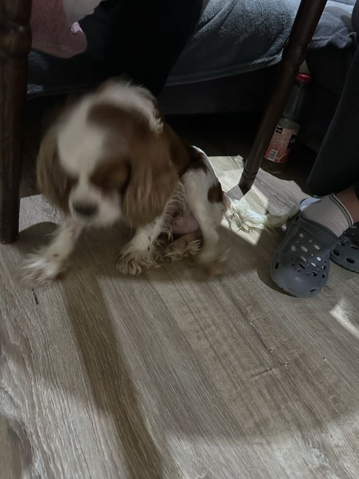 Празнична промоция. Продавам малки кавалерчета