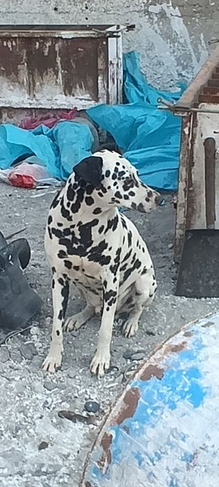 Kuchuk Dalmatin sotiladi