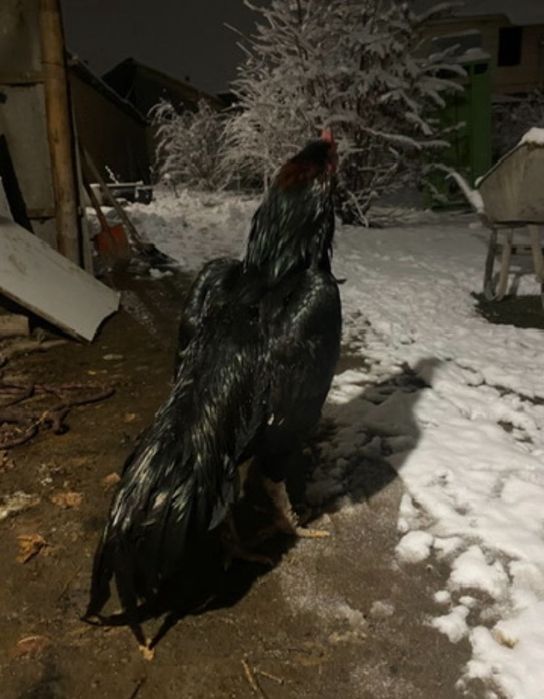 Дакан петух 15000тг