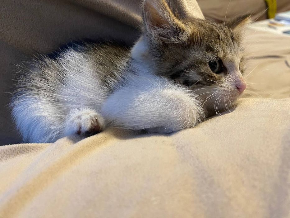 Котёнок чистый и домашний