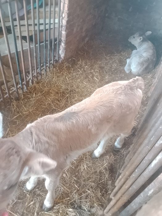 De vânzare două vitele de carne