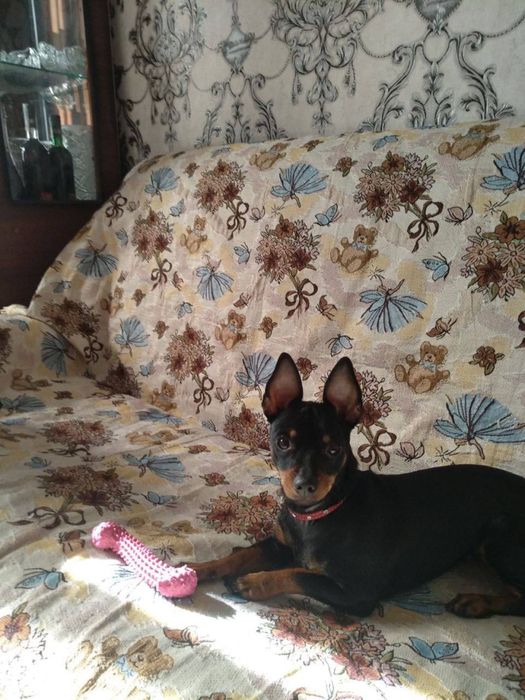 Продаются щенята