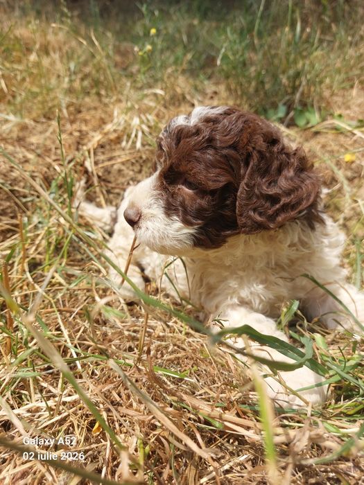 Lagotto romagnolo baiat